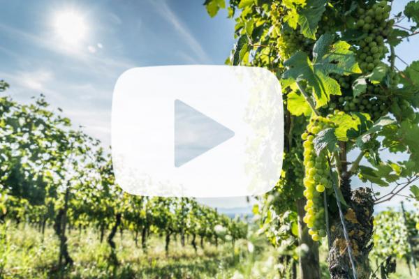 Foto 1 von Weingut Löffler