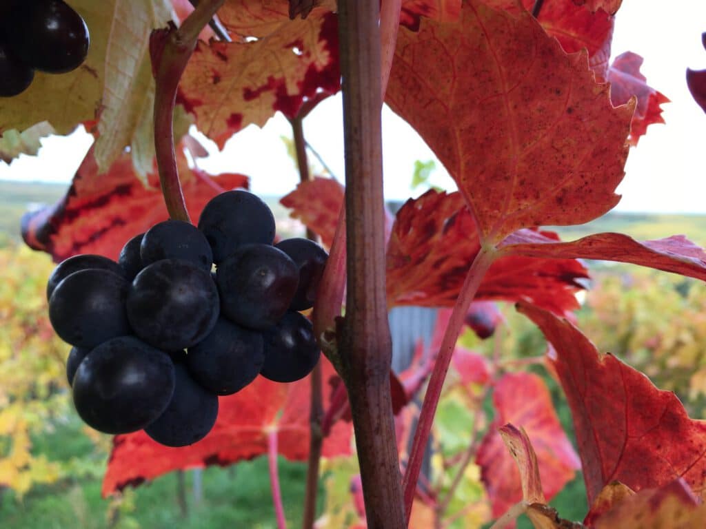 Foto 6 von Weingut Ludwig Graßmück
