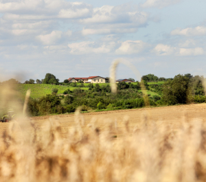 Foto 6 von Weingut Ludwig Honold