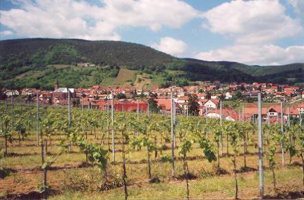 Foto 5 von Weingut Ludwig Schwaab