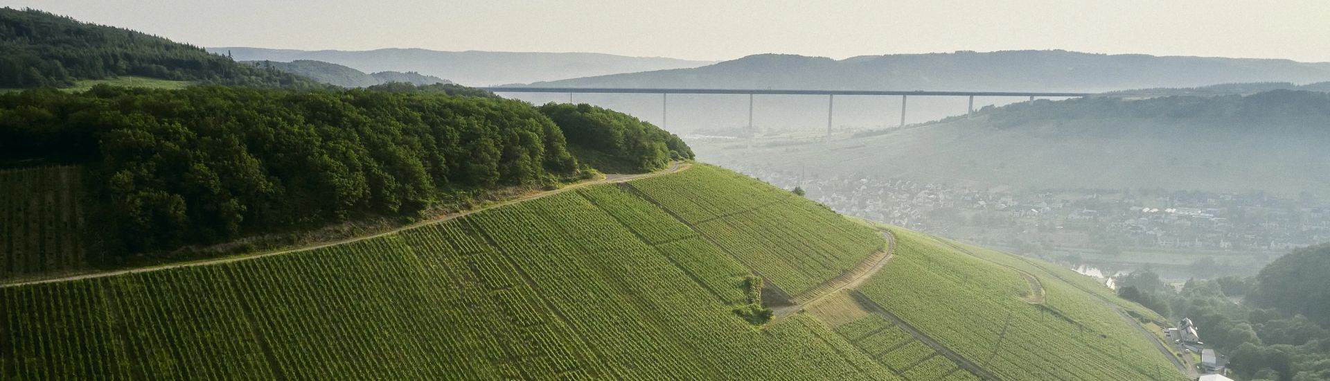 Foto 1 von Weingut Markus Molitor
