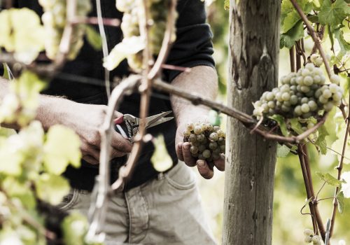 Foto 4 von Weingut Martin Göbel
