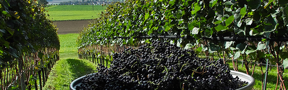 Foto 4 von Weingut Matthias Dilger