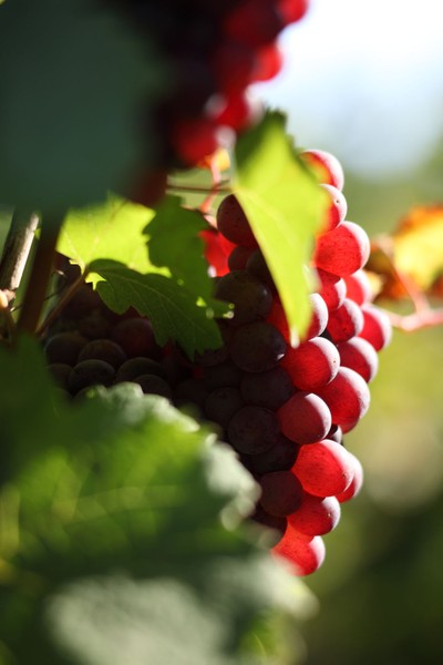 Foto 7 von Weingut Matthias Dostert