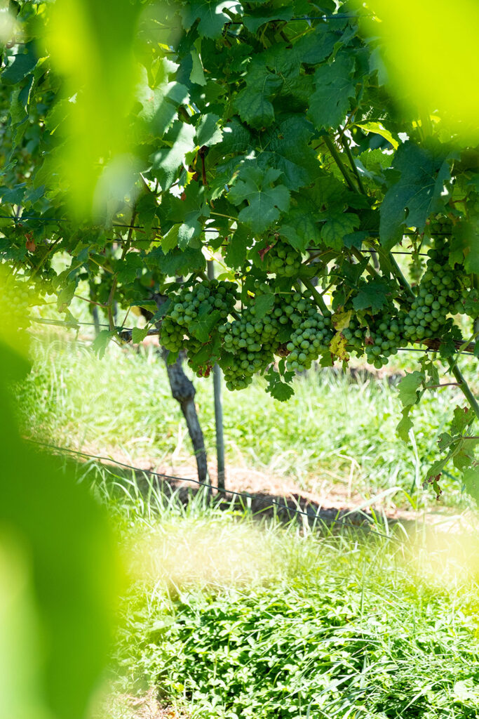 Foto 5 von Weingut Matthias Röhrenbach