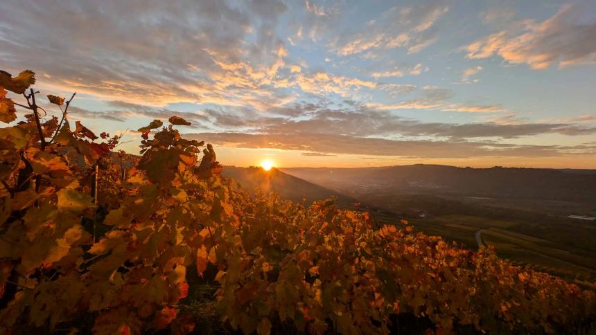 Foto 1 von Weingut Mayer