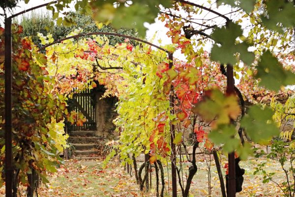 Foto 3 von Weingut Mechthild Hammel GdbR