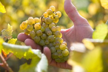 Foto 1 von Weingut Medinger