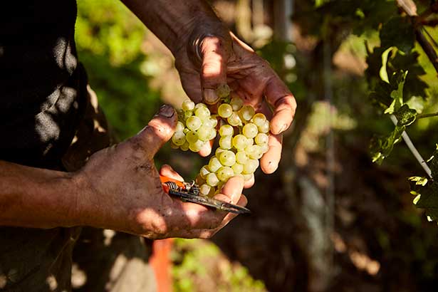 Foto 2 von Weingut Mehling