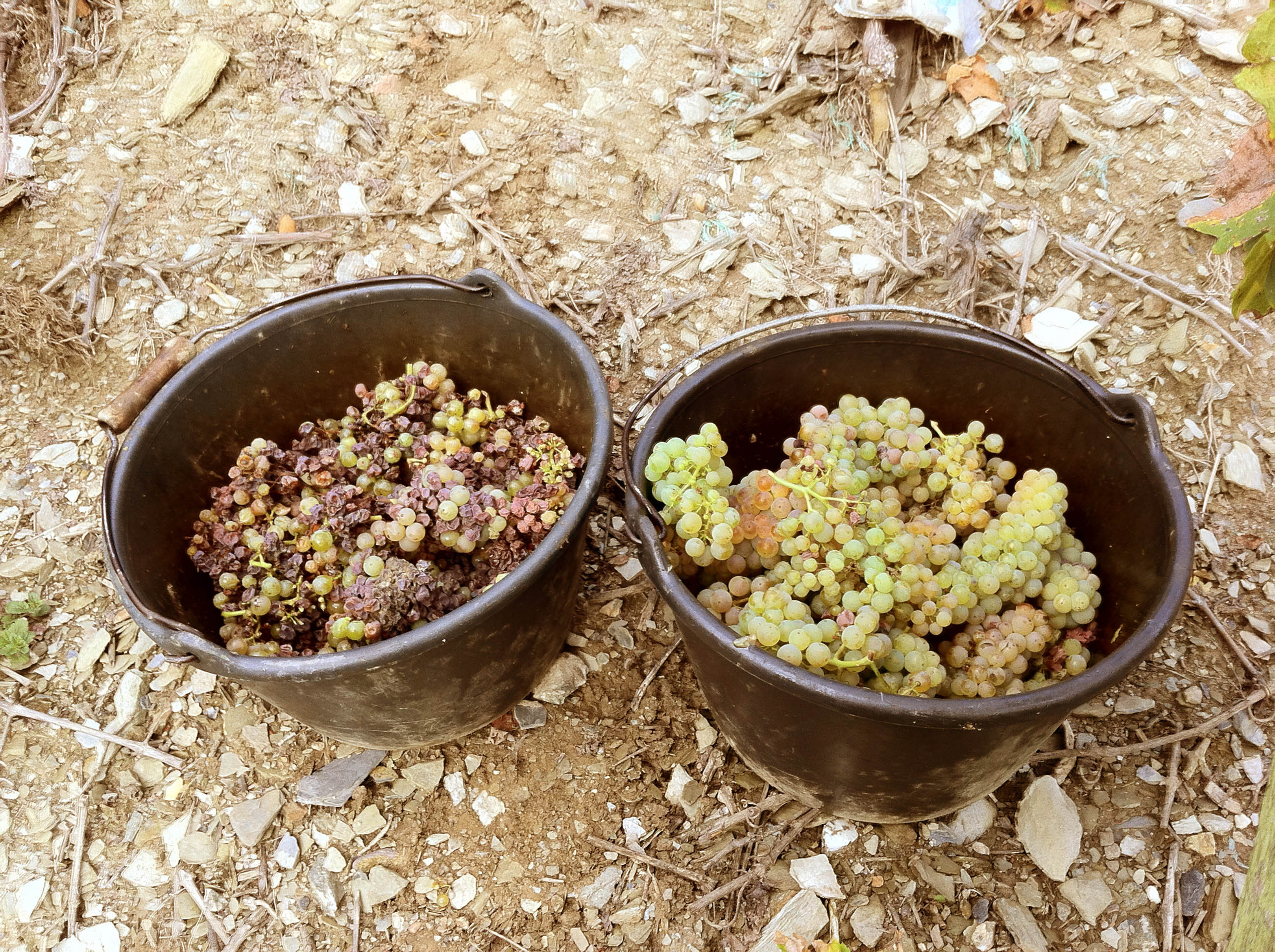 Foto 2 von Weingut Meierer