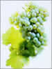 Foto 2 von Weingut - Meisterbetrieb Harald Feilen