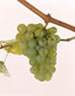 Foto 1 von Weingut - Meisterbetrieb Harald Feilen