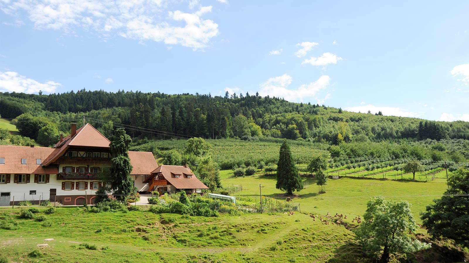Foto 3 von Obst- und Winzerhof Sester