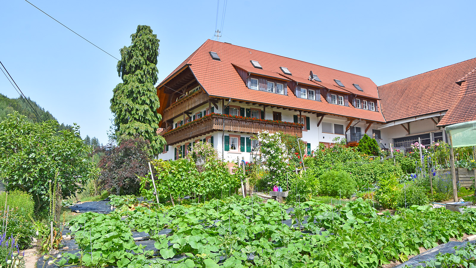 Foto 1 von Obst- und Winzerhof Sester