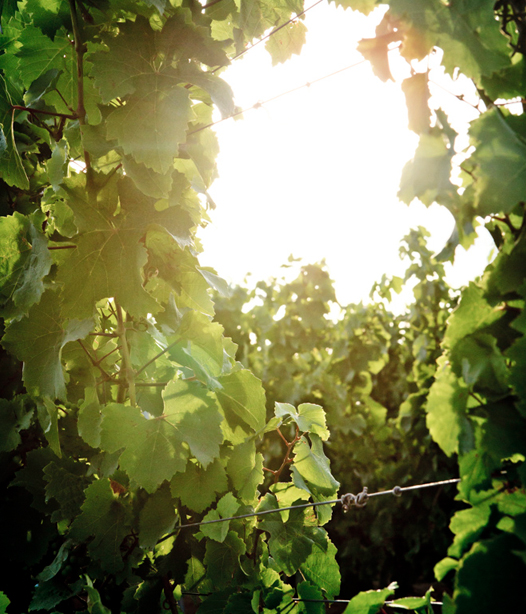 Foto 4 von Weingut Merkel