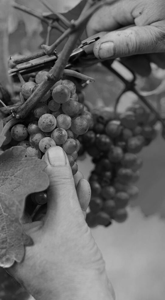 Weingut Michael Ihle