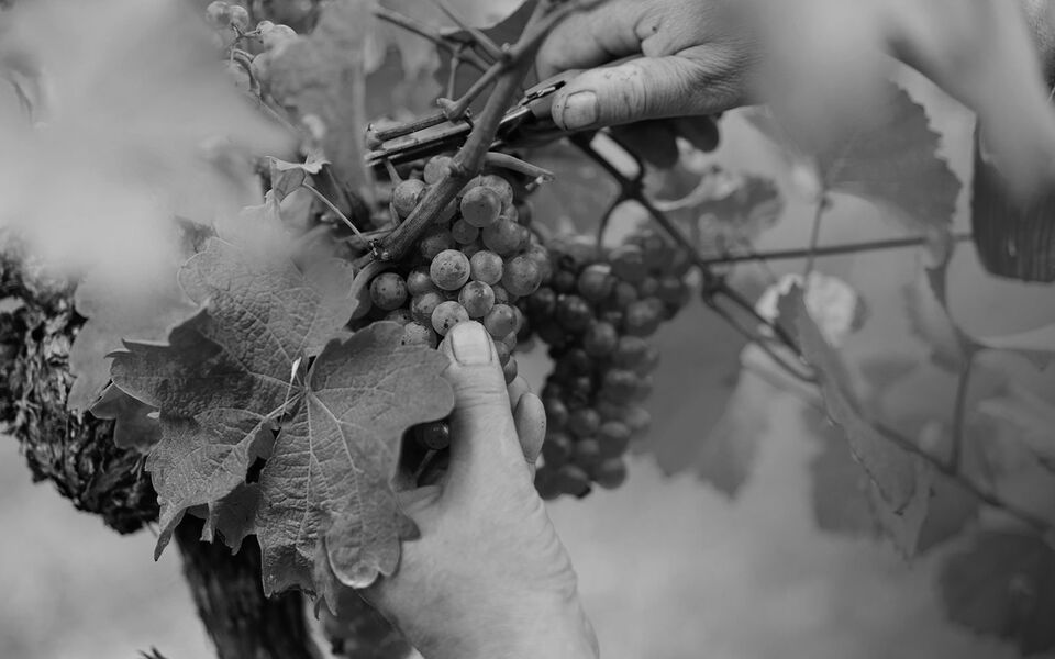 Foto 4 von Weingut Michael Ihle