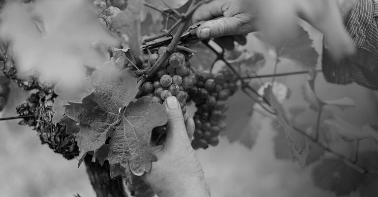 Foto 1 von Weingut Michael Ihle