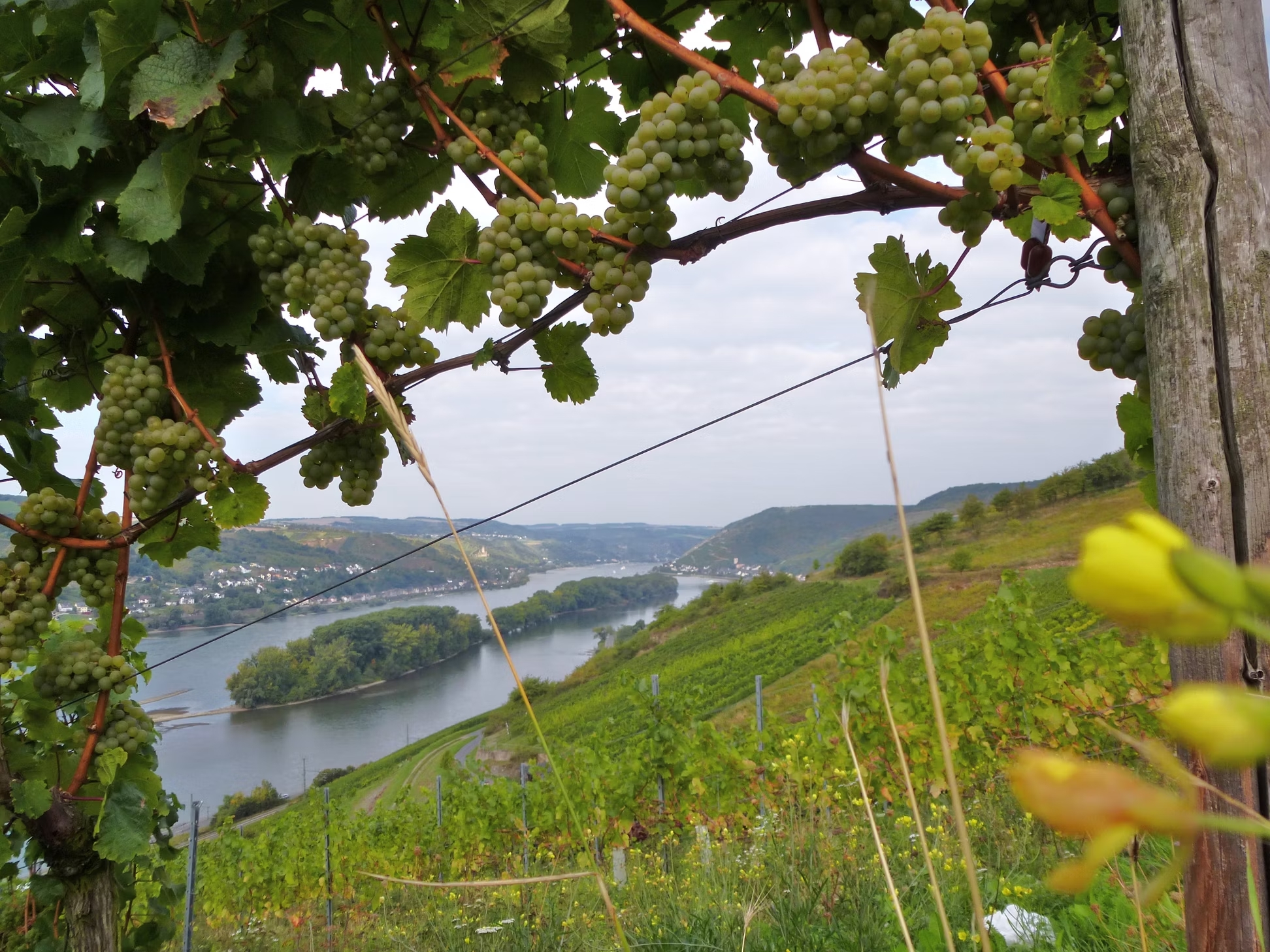 Foto 3 von Weingut Michael Rößler
