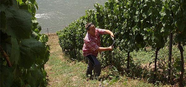 Foto 1 von Weingut Michael Schön