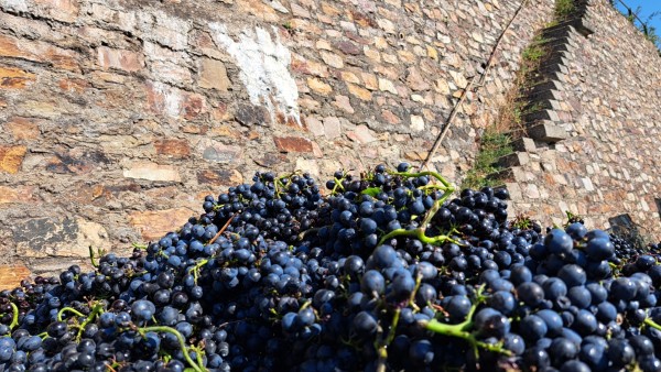 Foto 7 von Weingut Michael Schön