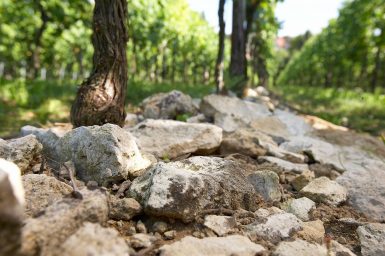 Foto 2 von Weingut Michel-Pfannebecker