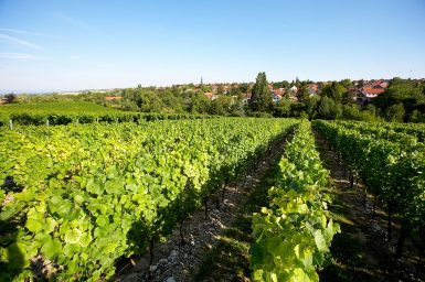 Foto 3 von Weingut Michel-Pfannebecker