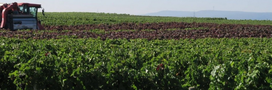 Weingut Müsel