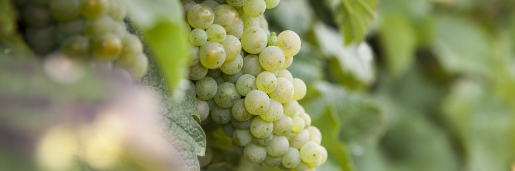 Foto 3 von Weingut Müsel