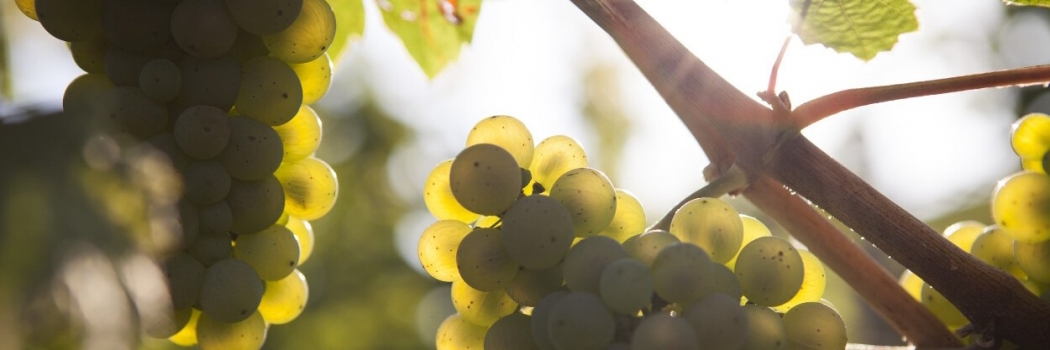 Foto 5 von Weingut Müsel