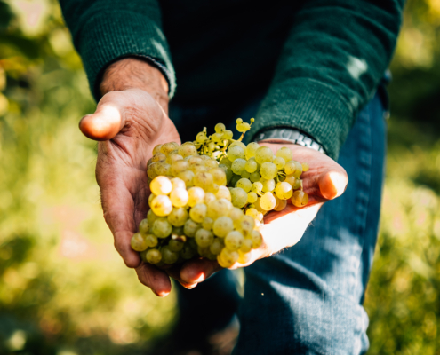 Foto 7 von Öko-Weingut Roman Herzog