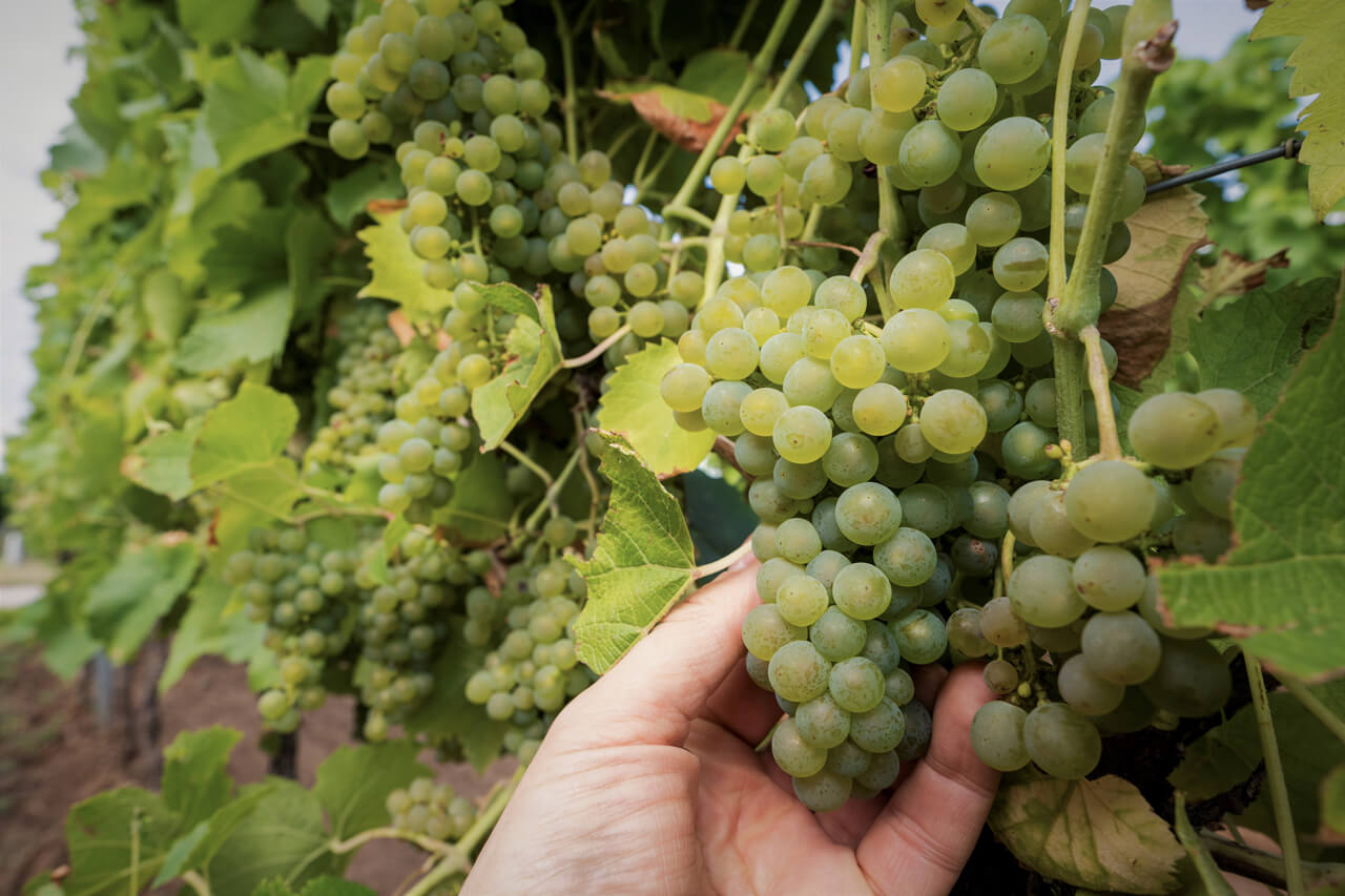 Foto 2 von Weingut Nett GdbR