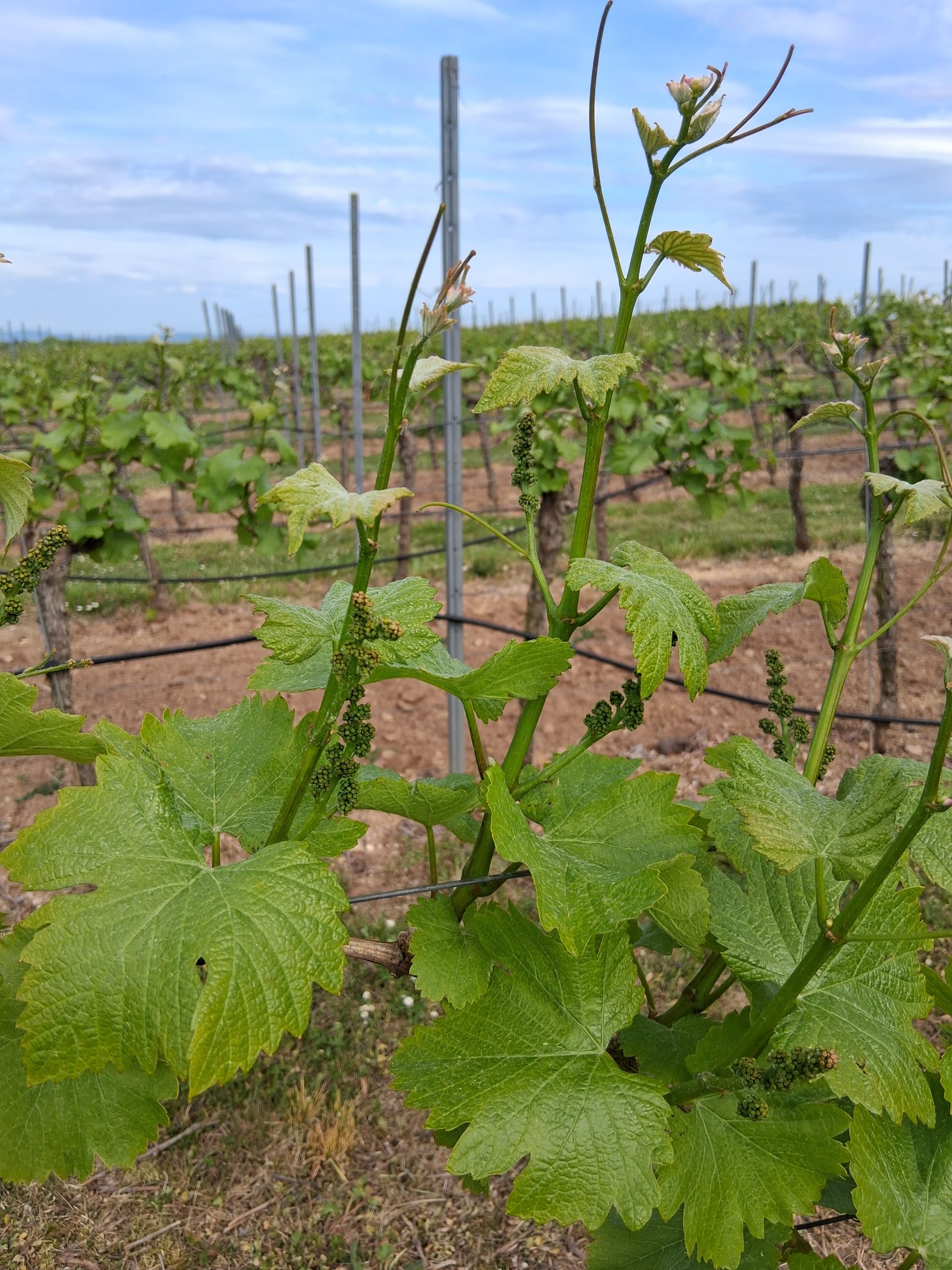 Foto 5 von Weingut Nibelungenhof
