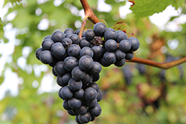 Foto 2 von Weingut Nonnenmacher