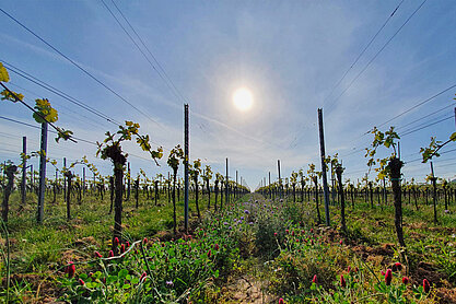 Фото 2 из Ökologisches Weingut Feitig-Richter