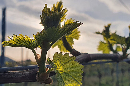 Фото 1 из Ökologisches Weingut Feitig-Richter