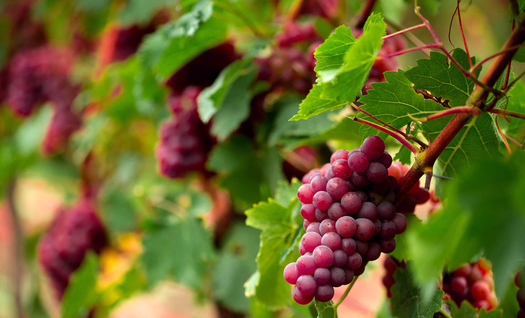 Weingut Oliver Bienert