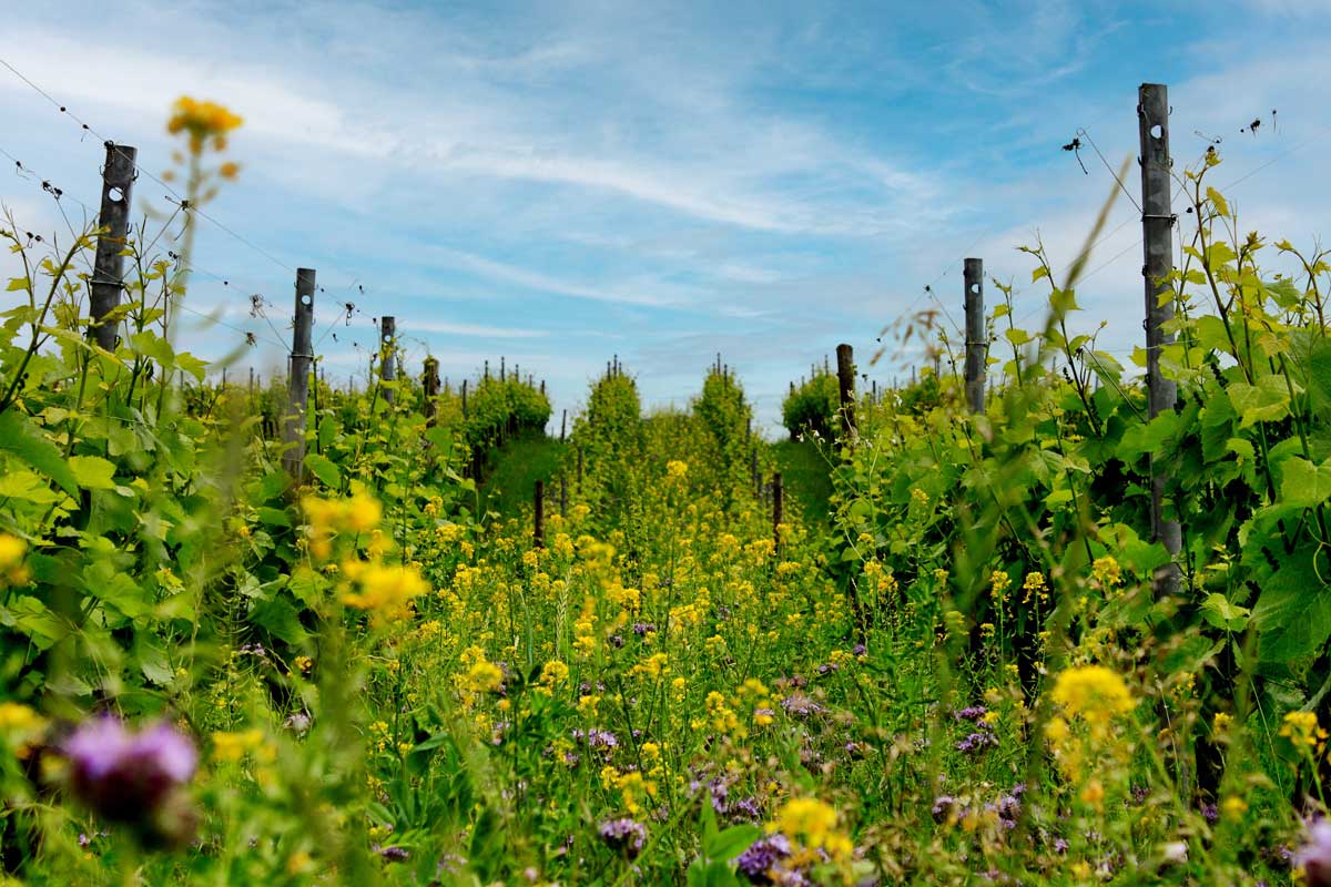 Foto 1 von Weingut Ollinger-Gelz