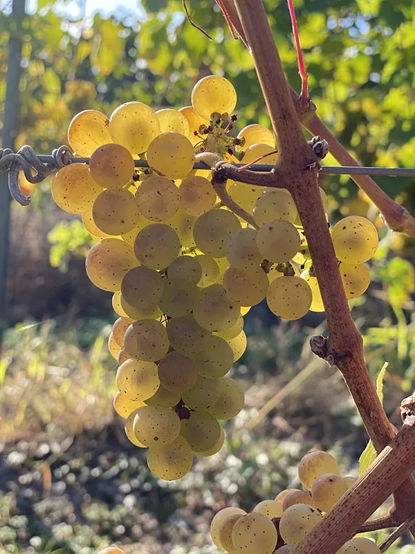 Foto 5 von Weingut Oswald Friederich