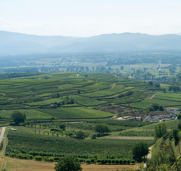 Foto 1 von Ökologisches Weingut Höfflin