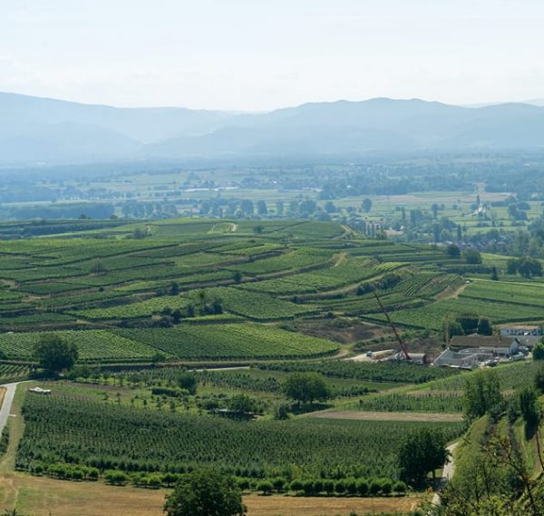 Foto 2 von Ökologisches Weingut Höfflin