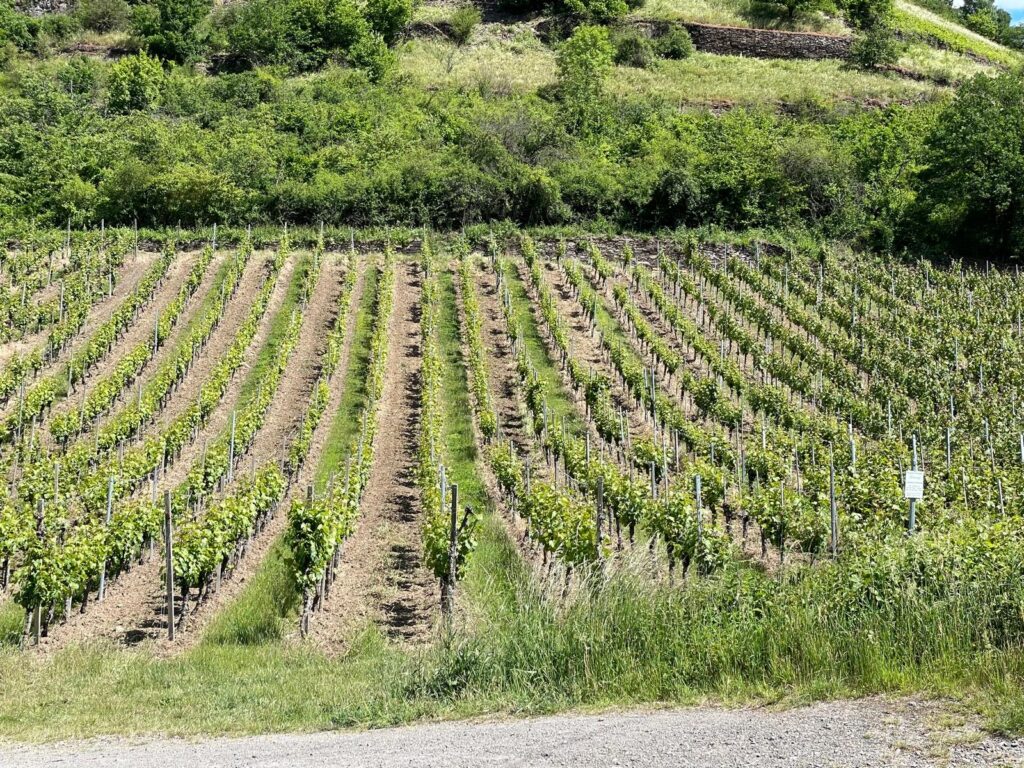 Foto 3 von Weingut Otto Knaup