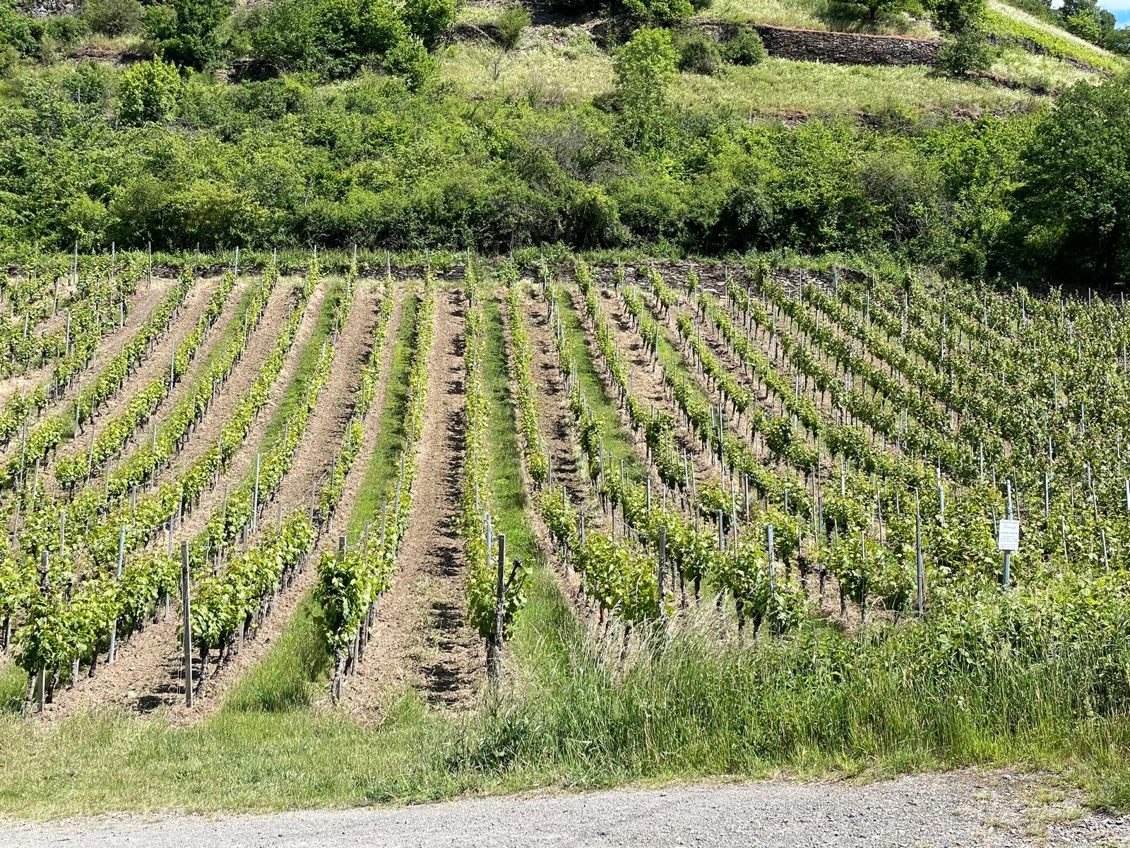Foto 5 von Weingut Otto Knaup
