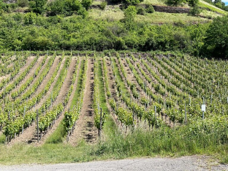 Foto 1 von Weingut Otto Knaup