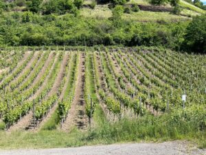 Foto 2 von Weingut Otto Knaup