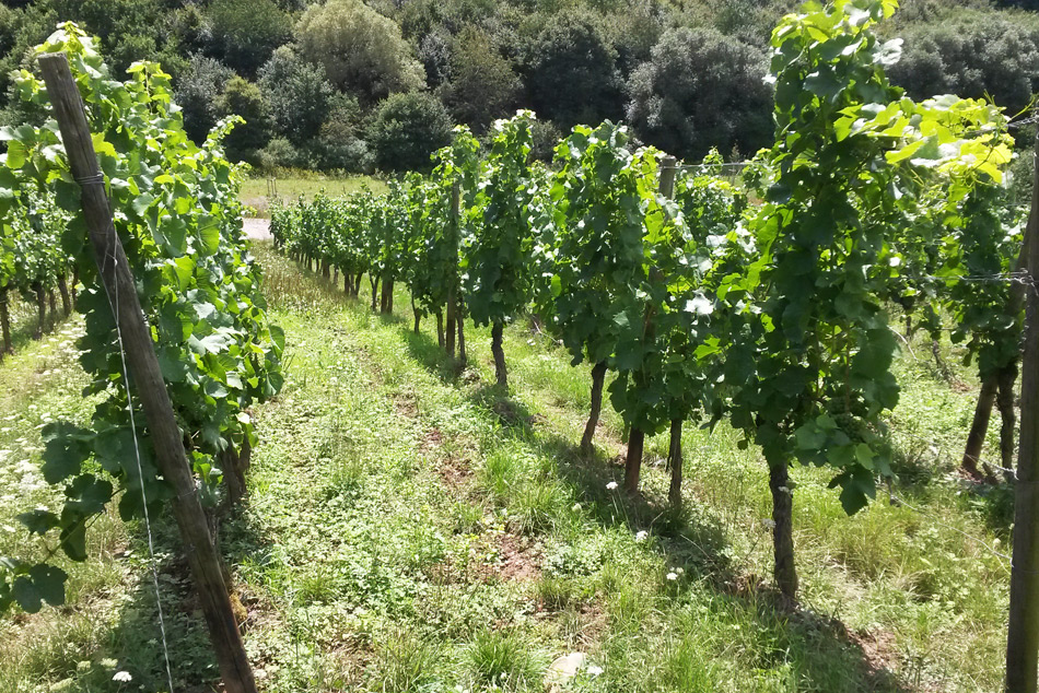 Foto 5 von Weingut Otto Laubenstein