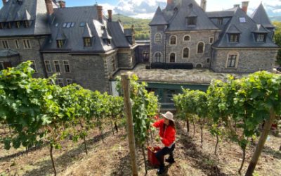 Foto 2 von Weingut P. Stettler - Söhne