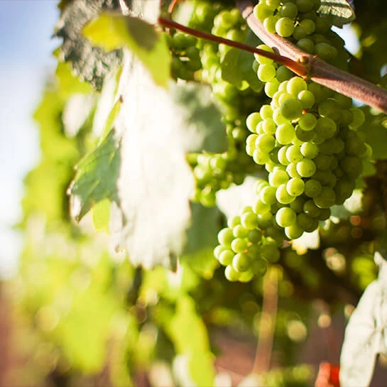 Foto 5 von Weingut Paul Anheuser