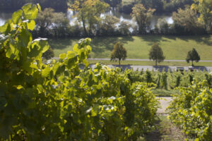 Foto 3 von Weingut-Pension Marienhof