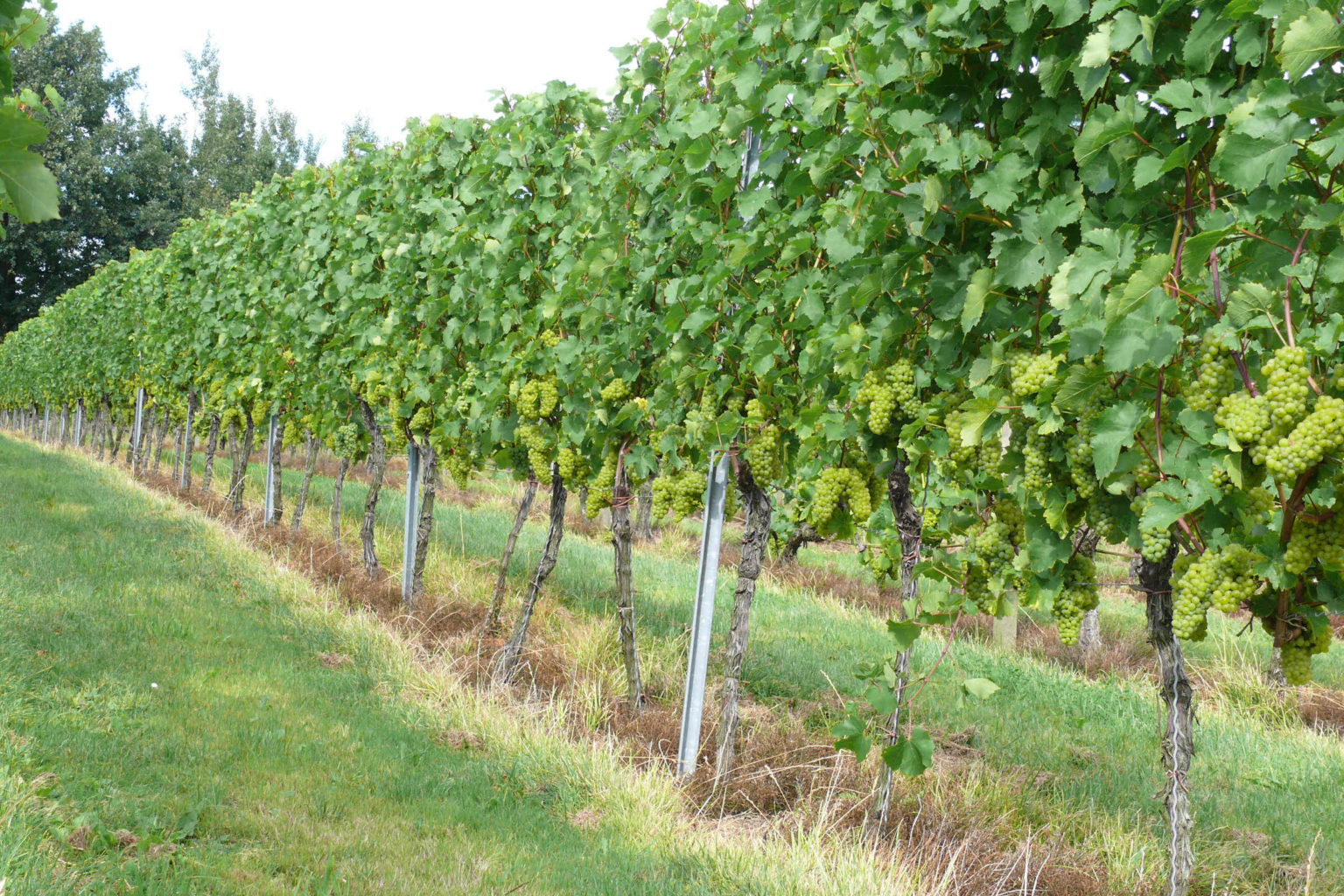 Foto 7 von Weingut Pesterwitz GbR